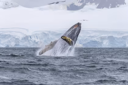 HDS30-26, trip log, Antarctica - Whale watching - Discovery and Learning Voyage