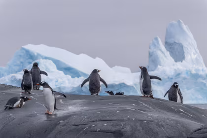 Beste Antarctica-cruises voor soloreizigers