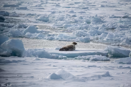 HDS04-26, trip log, North Spitsbergen Explorer - Versatile landscapes, sea ice & wildlife