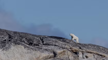 OTL04-26, trip log, North Spitsbergen Explorer - Into the pack ice - Polar Bear Special