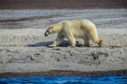 OTL07-26, trip log,  Around Spitsbergen, In the realm of Polar Bear & Ice