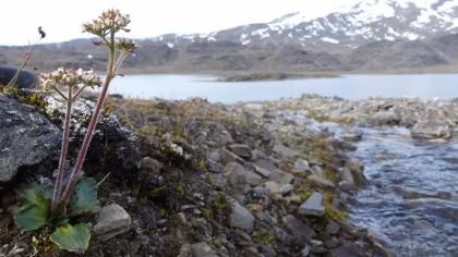 PLA07-26, trip log,  Around Spitsbergen, In the realm of Polar Bear & Ice