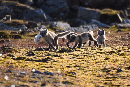 OTL09-26, trip log, Around Spitsbergen, In the realm of Polar Bear & Ice