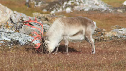 OTL12-26, trip log, Around Spitsbergen incl. Nordaustlandet
