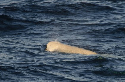 Vlissingen - Longyearbyen (2) © Frank Maes - Oceanwide Expeditions.JPG