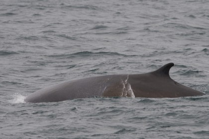 Vlissingen - Longyearbyen (23) © Frank Maes - Oceanwide Expeditions.JPG