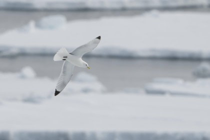 Vlissingen - Longyearbyen (64) © Frank Maes - Oceanwide Expeditions.JPG