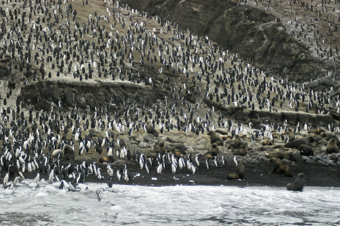 Chinstrap penguin colony, on Saunders Island