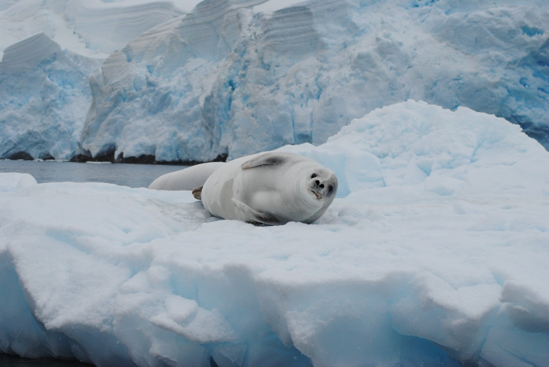 Crabeter Seal