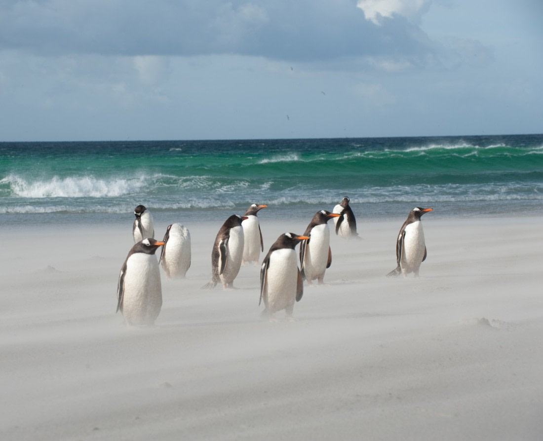 Gentoo's on a windy Falkland beach