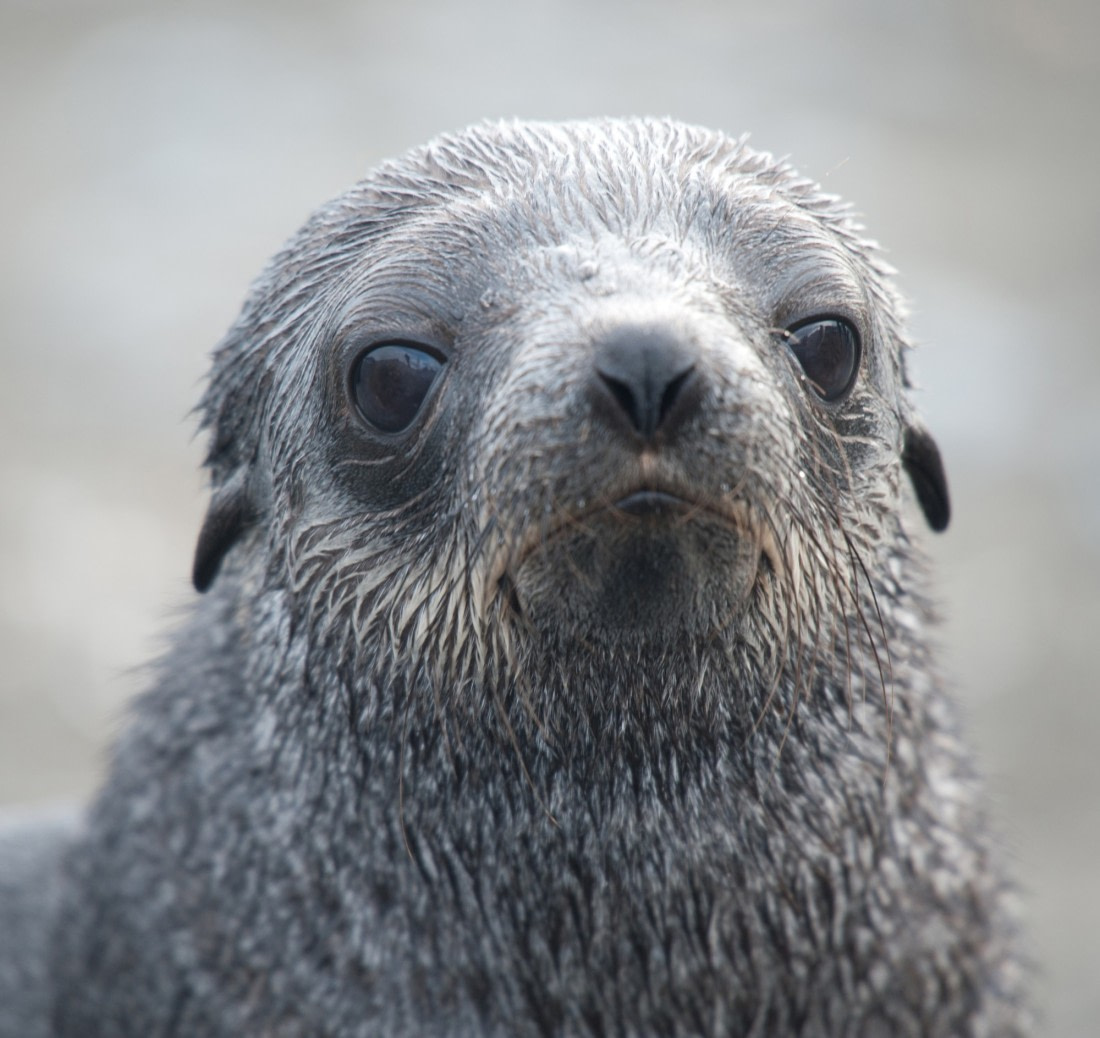 Young Fur Seal