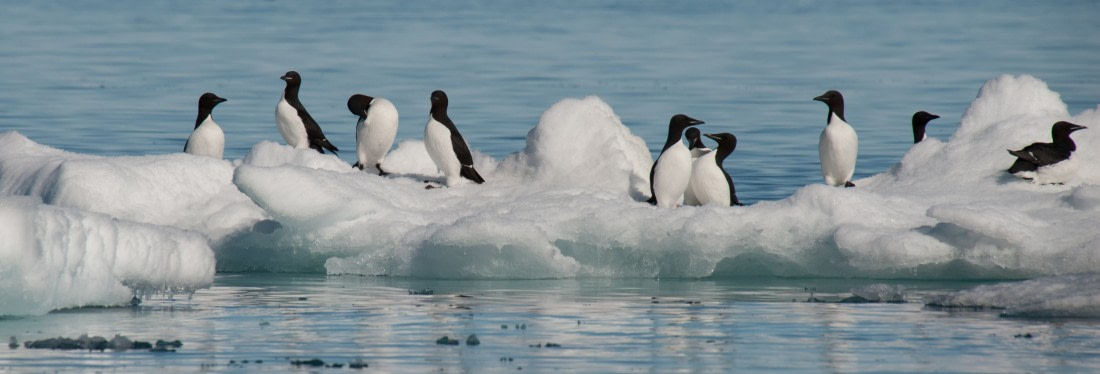 Brunnich's Guillemot on an icefloe