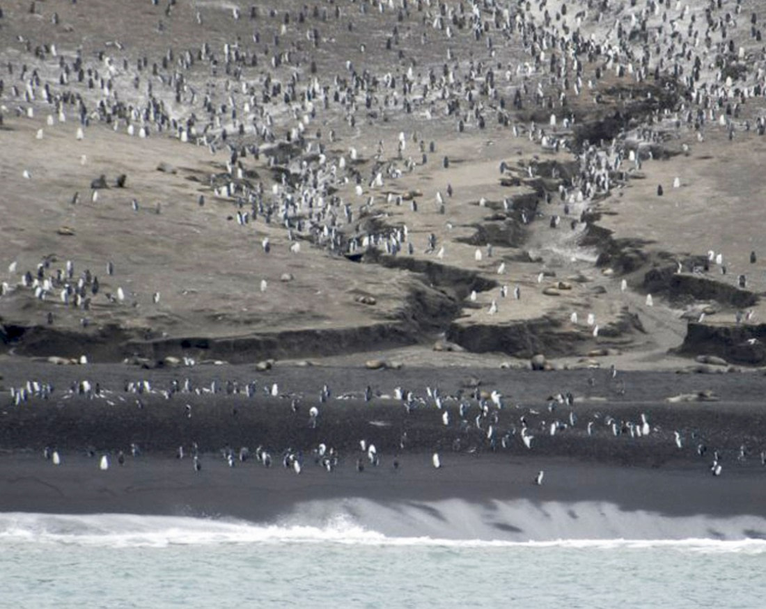 Chinstrap Penguin colony on Saunders Island