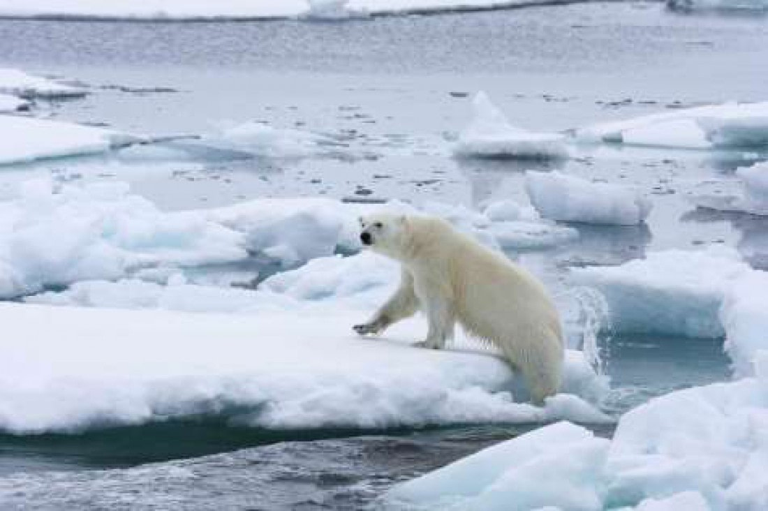 Polar bear on icefloe