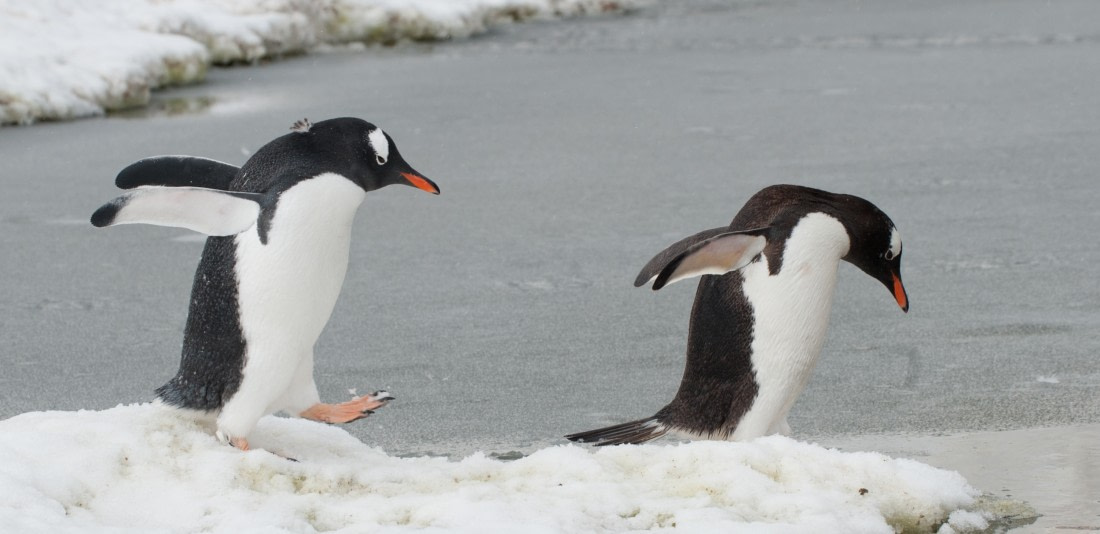 Gentoo Penguins