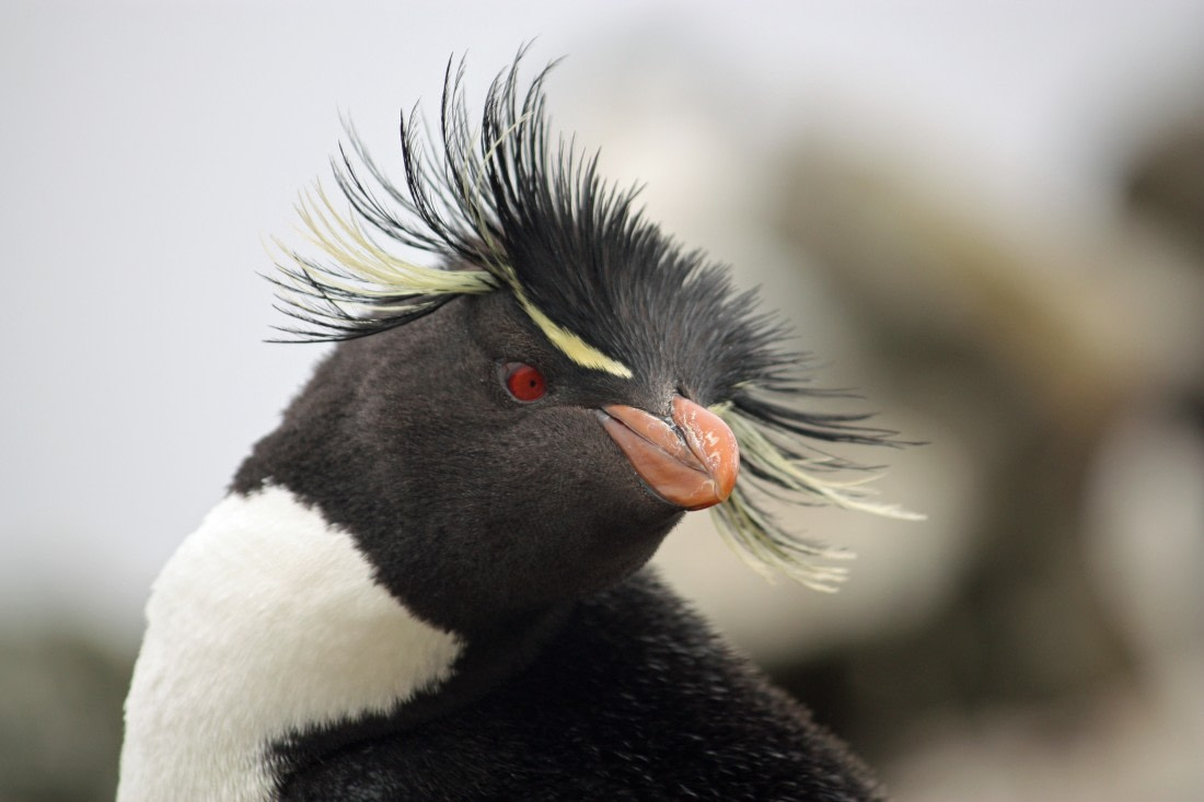 falklands_rockhopper © femke wolfert-oceanwide expeditions (12).JPG