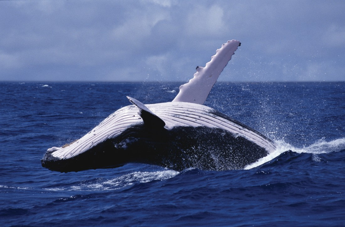 Humpback Whale, North and South Atlantic, by Rinie van Meurs.jpg