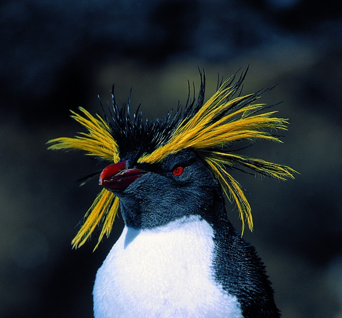 Close up Rockhopper Rinie van Meurs.jpg