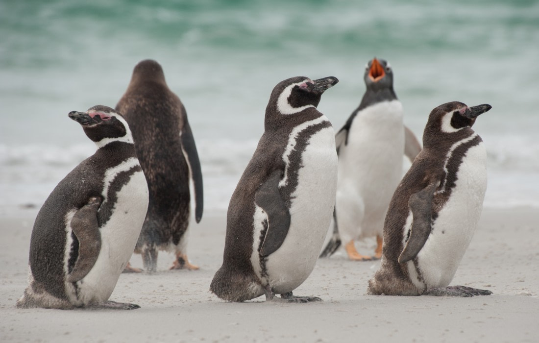 Magellanic Penguins at Gypsy Cove, Falkland Islands