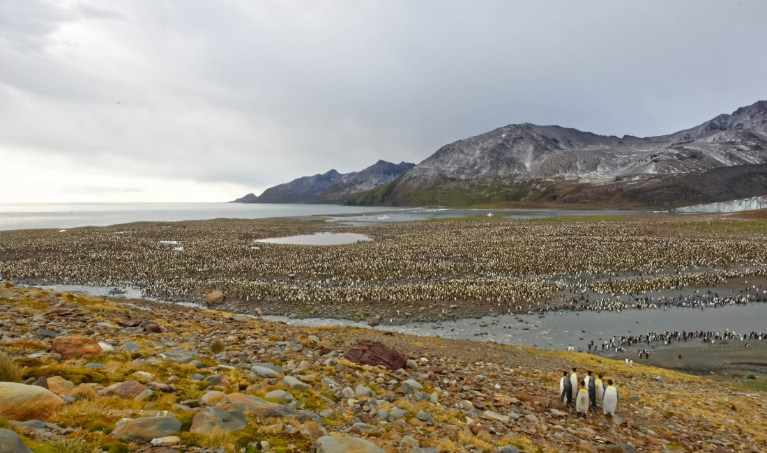 South Georgia landscape, St. Andrews Bay