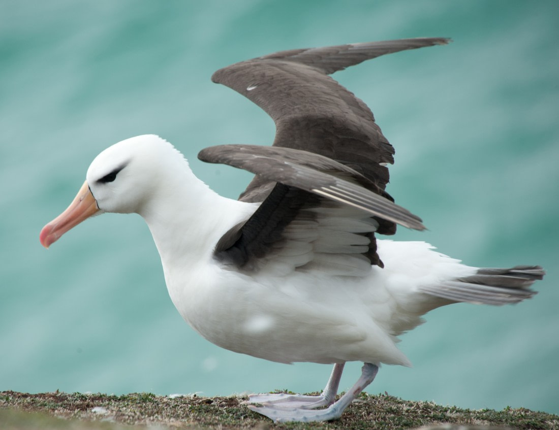 Black-browed Albatross, Falkland Islands