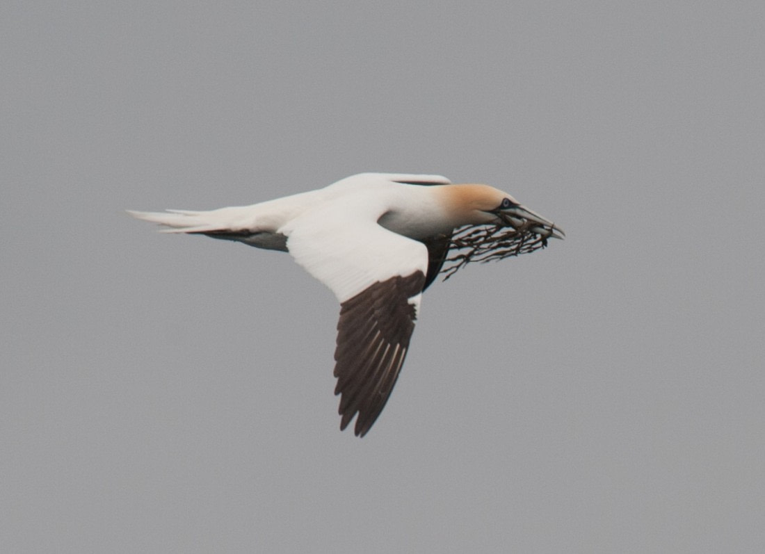Northern Gannet | Facts, pictures & more about Northern Gannet