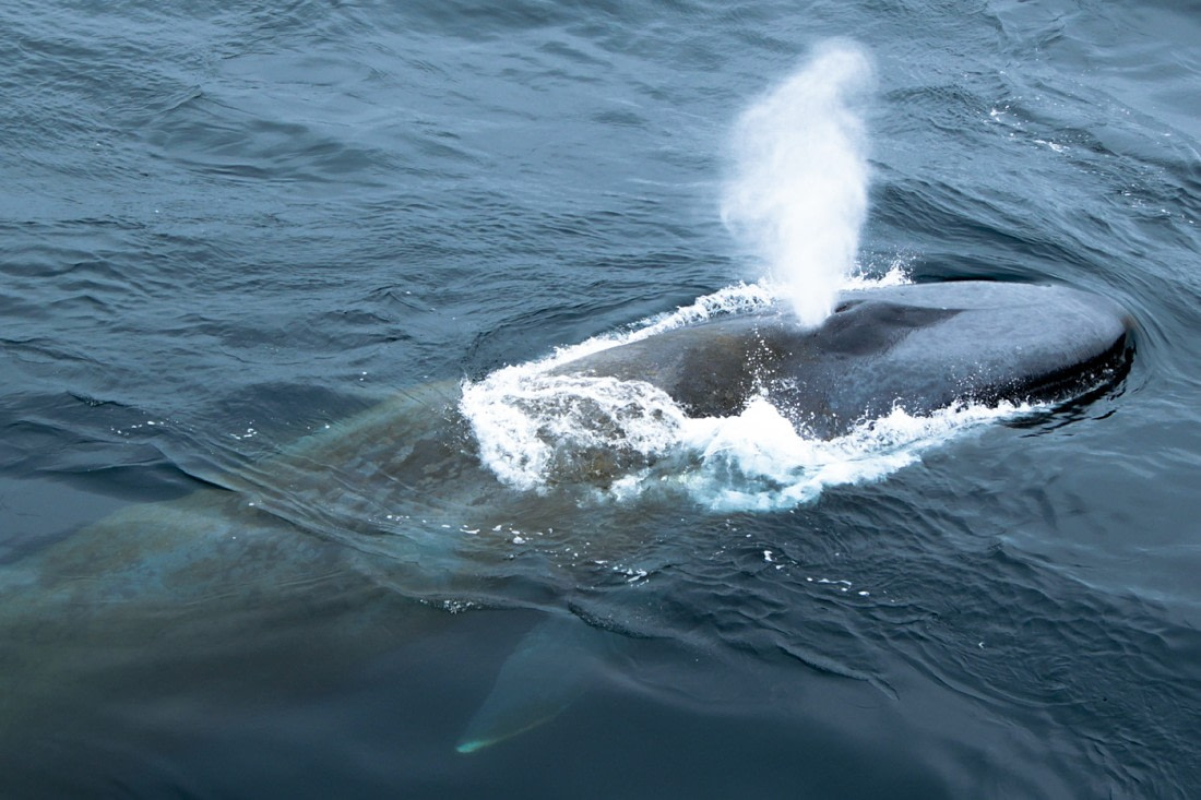 Blue Whale, Antarctic Peninsula