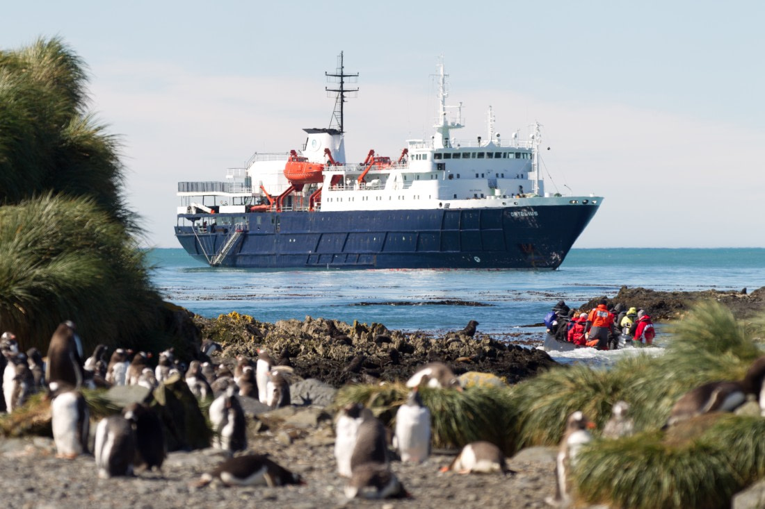 Ortelius at Prion Island, South Georgia, February