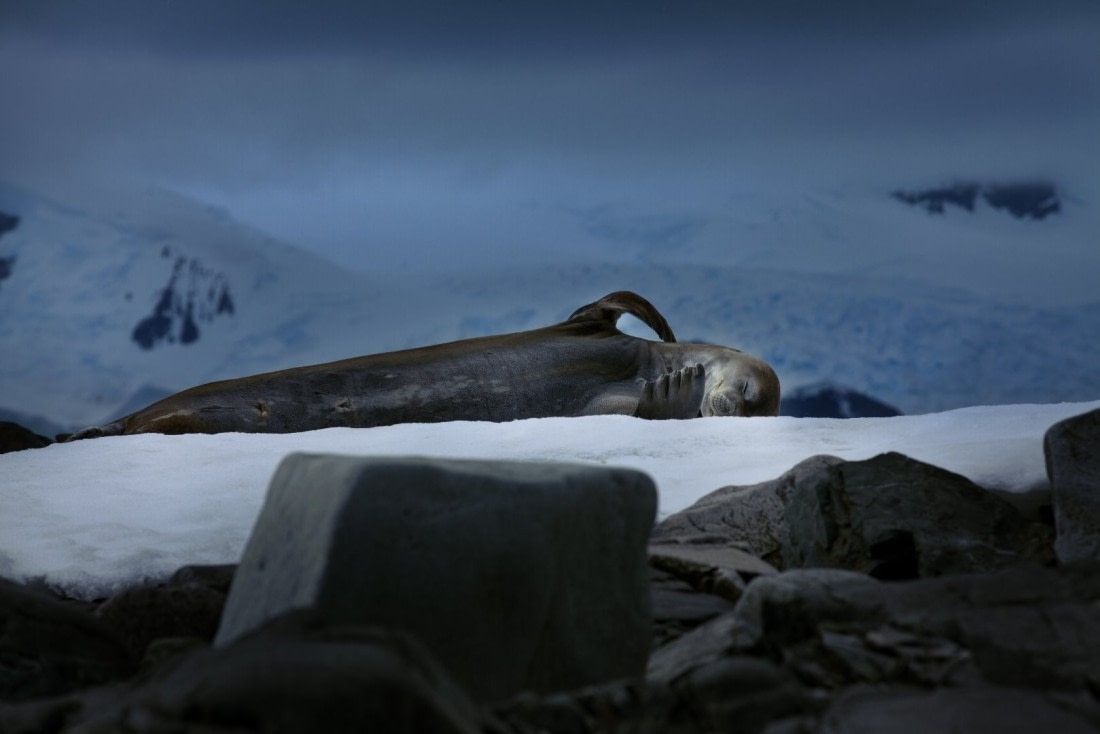 Cuverville Island-sleeping-ldmsy