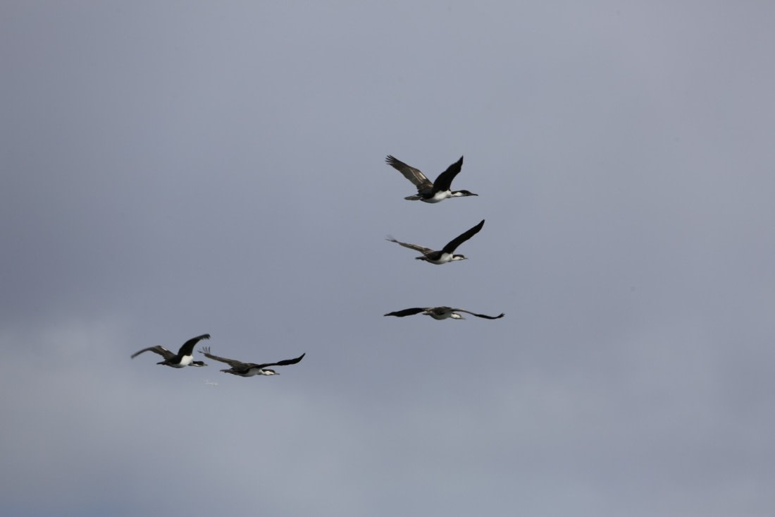 bird