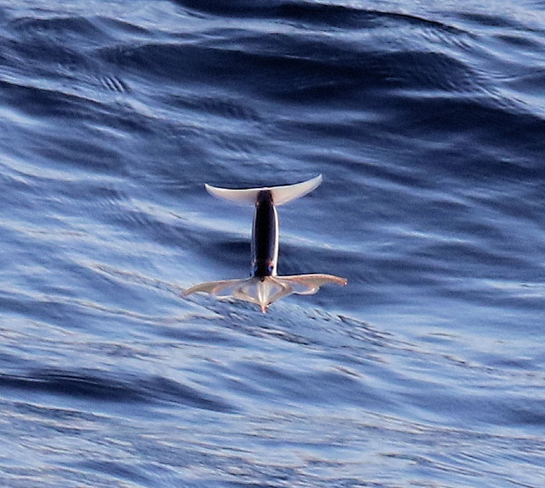 Flying squid - probably Ommastrephes bartramii - Neon fling squid