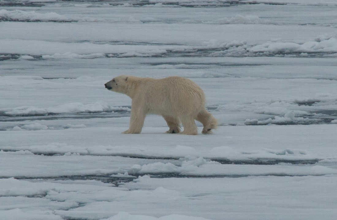 Polar Bear, North Spitsbergen, June © Erwin Vermeulen-Oceanwide Expeditions (3)