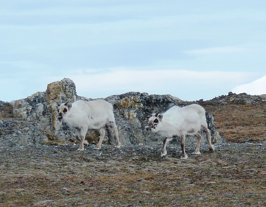 North Spitsbergen, landscape, June © Jan Michiels-Oceanwide Expeditions (9)