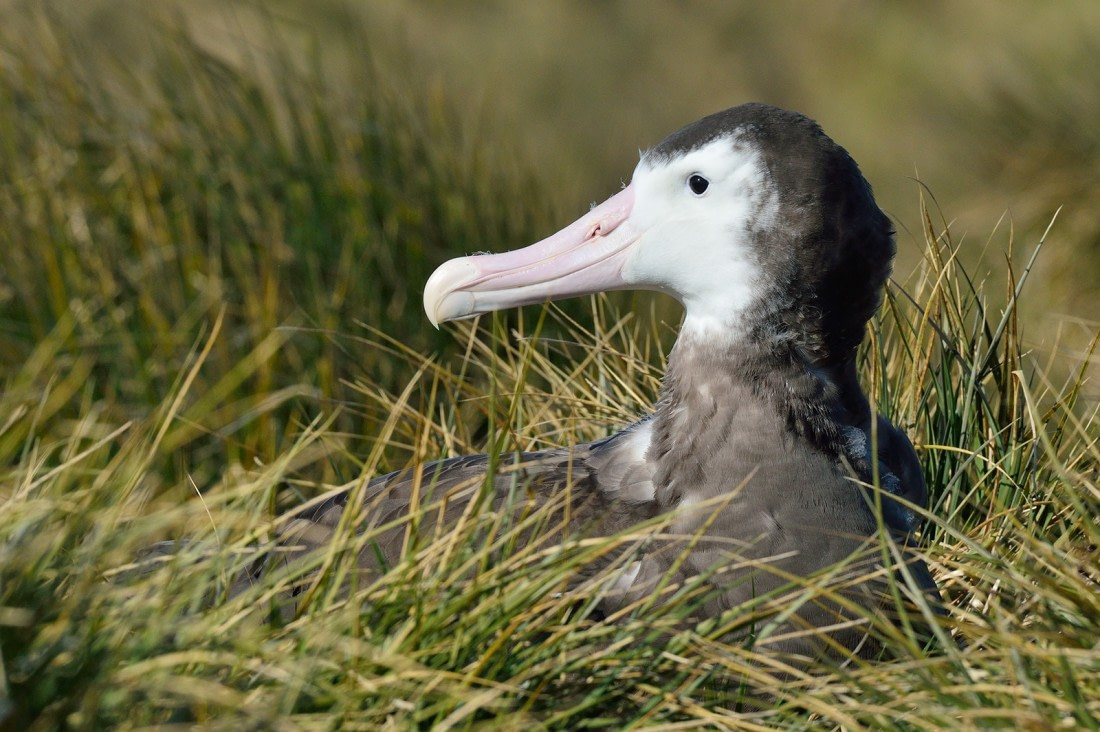 Wandering Albatross, Prion Isl, South Georg, Nov © Martin van Lokven-Oceanwide Expeditions (5)