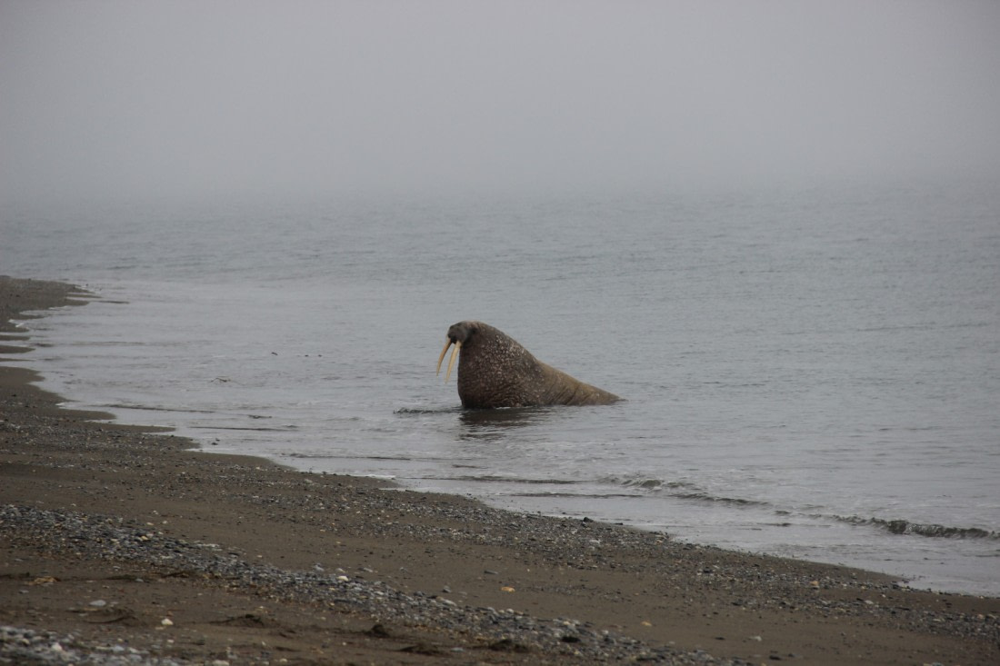 An old male walrus is coming back from a refreshing dip