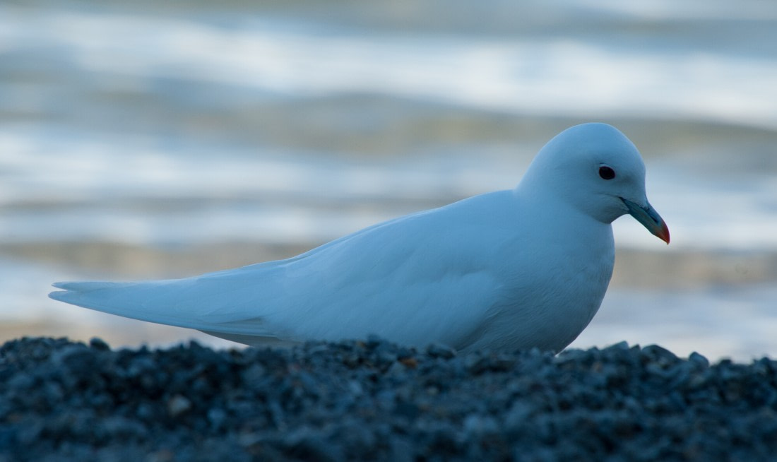 Ivory Gull, Spitsbergen, June © Erwin Vermeulen-Oceanwide Expeditions (1)