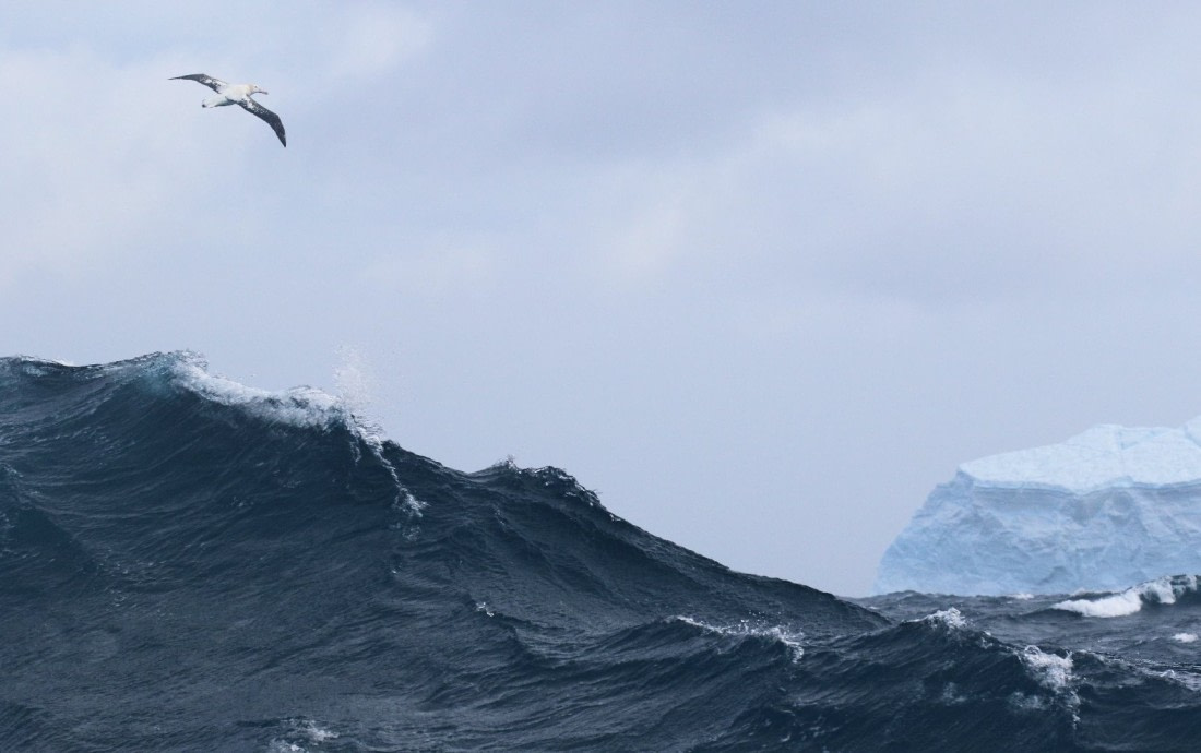 Wave, iceberg, wandering albatross