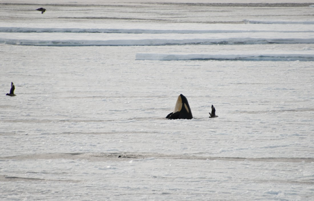 Spy hopping Orca