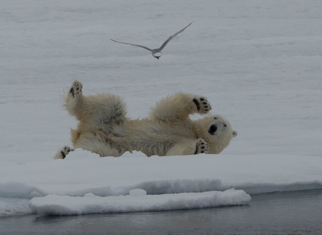 Rolling Ice bear