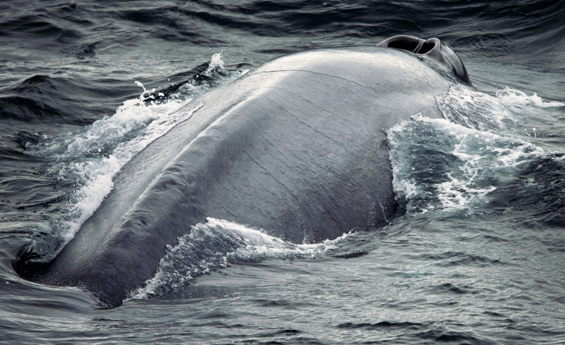 Blue Whale
