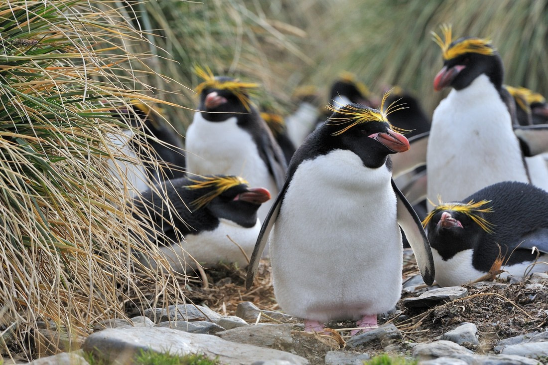 Macaroni Penguins, South Georgia © Martin van Lokven-Oceanwide Expeditions (5).jpg