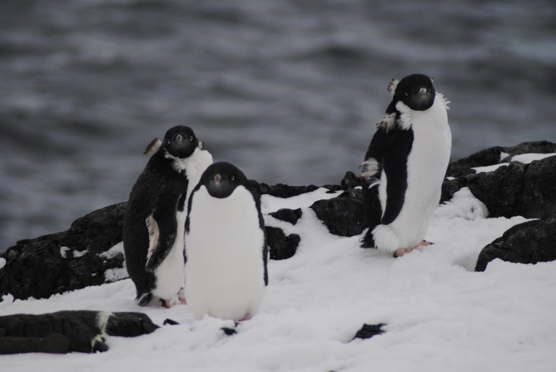 Adelie penguins, Detaille Island, Polar Circle, Antarctica © Jamie Scherbeijn-Oceanwide Expeditions (1).JPG