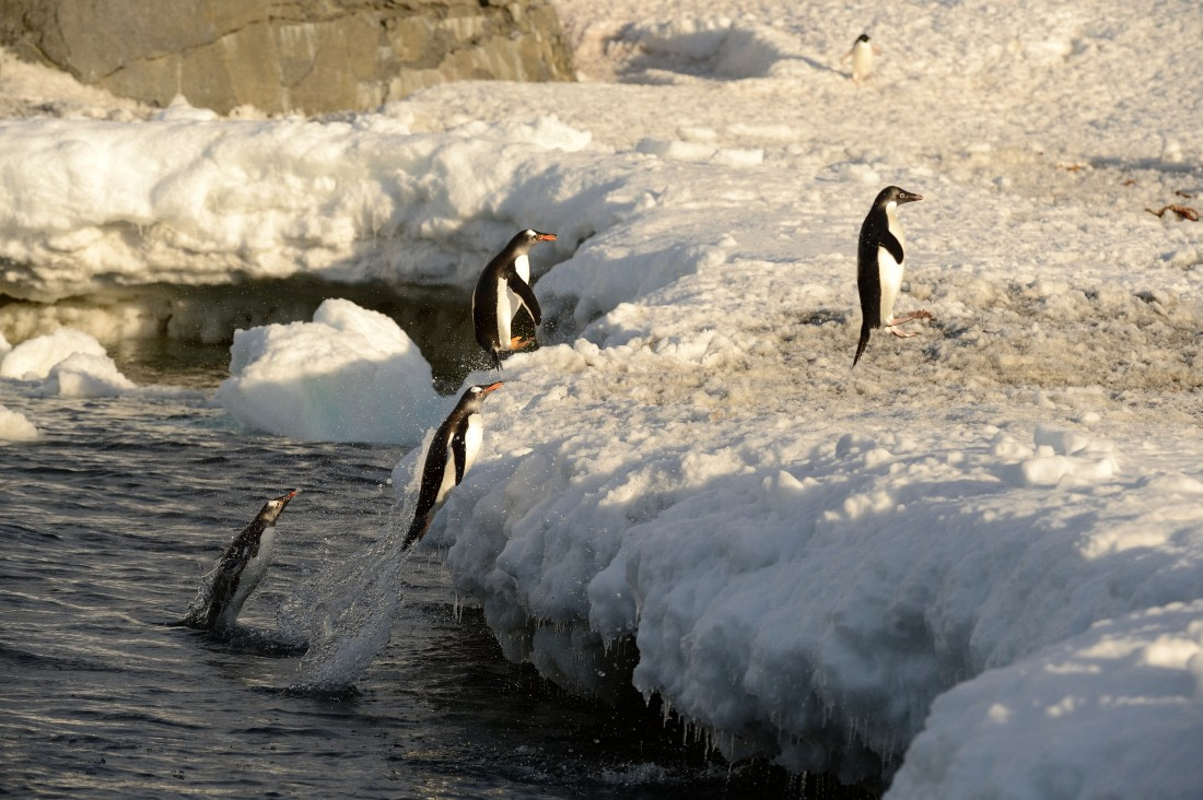 Adelie Penguin, Weddell Sea, Antarctica, November © Paul Tuttle-Oceanwide Expeditions (5).jpg