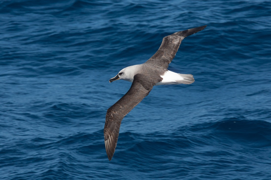 Grey-headed Albatross © Troels Jacobsen-Oceanwide Expeditions.JPG