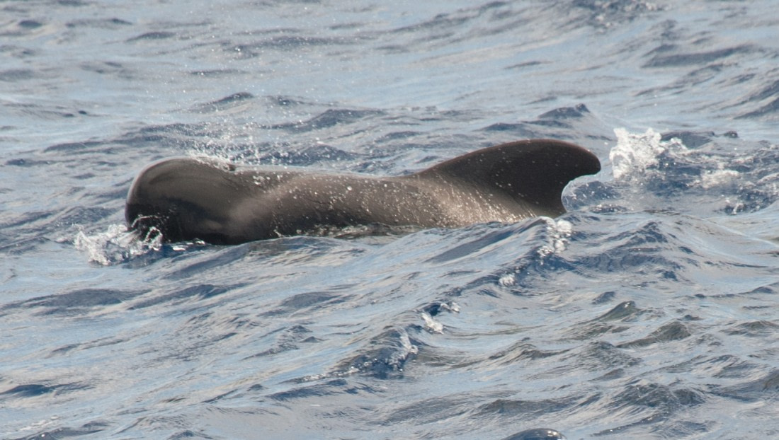 Pilot Whale, Atlantic Odyssey © Erwin Vermeulen-Oceanwide Expeditions (1).jpg