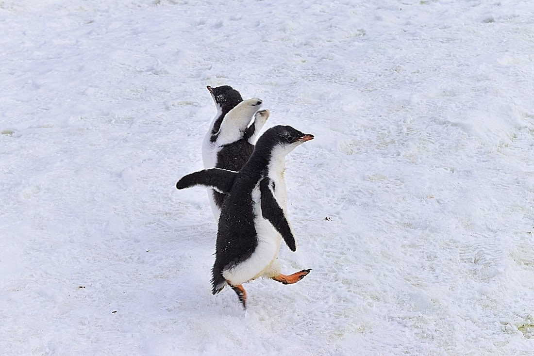 let's dance!