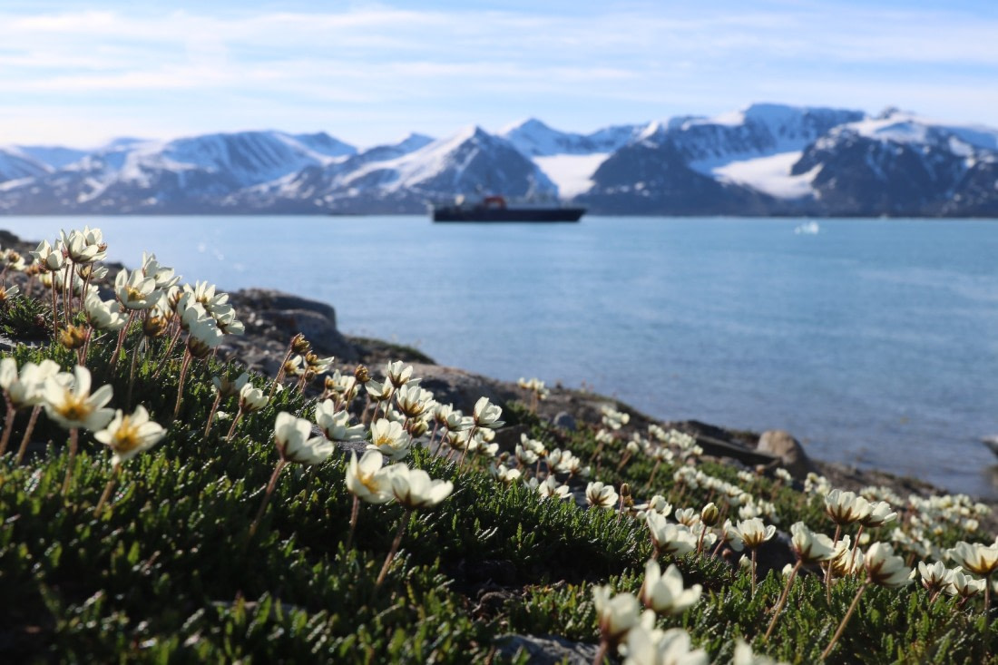 Svalbard Poppy