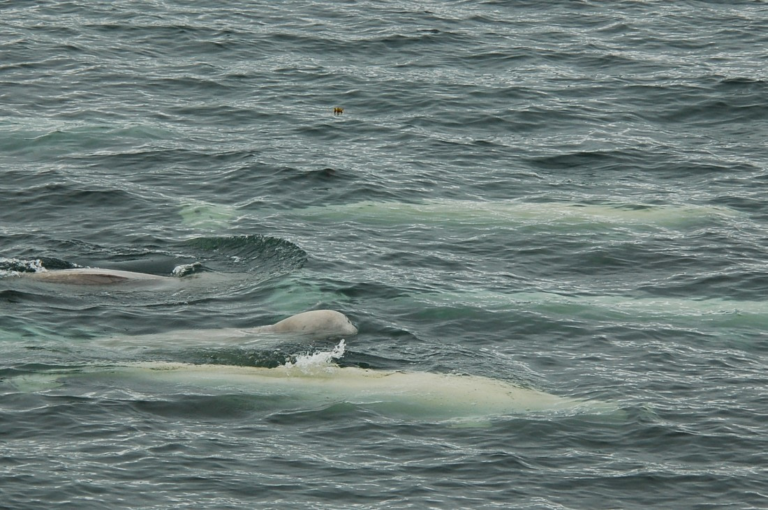 Spitsbergen, Beluga Whales, July © Elke Lindner-Oceanwide Expeditions (1).jpg