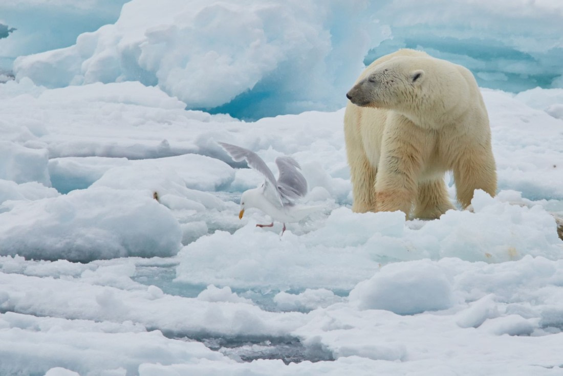 NO SPITSBERGEN 1 IMG_5224 1.jpg