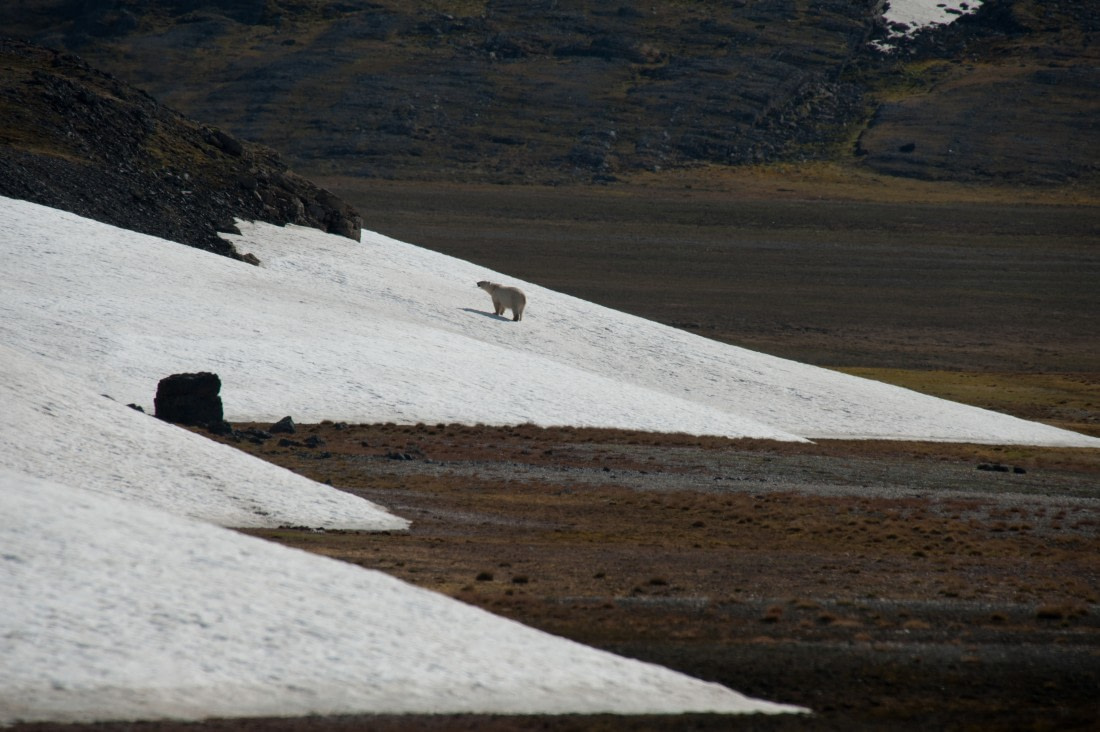 Polar Bear, Snow,. Spitsbergen, July © Erwin Vermeulen-Oceanwide Expeditions.jpg